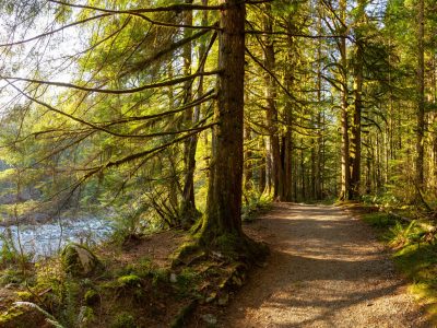 Beautiful Pathway in the colorful and vibrant Rain Forest during a sunny winter day. Taken in Golden Ears Provincial Park, near Vancouver, British Columbia, Canada.